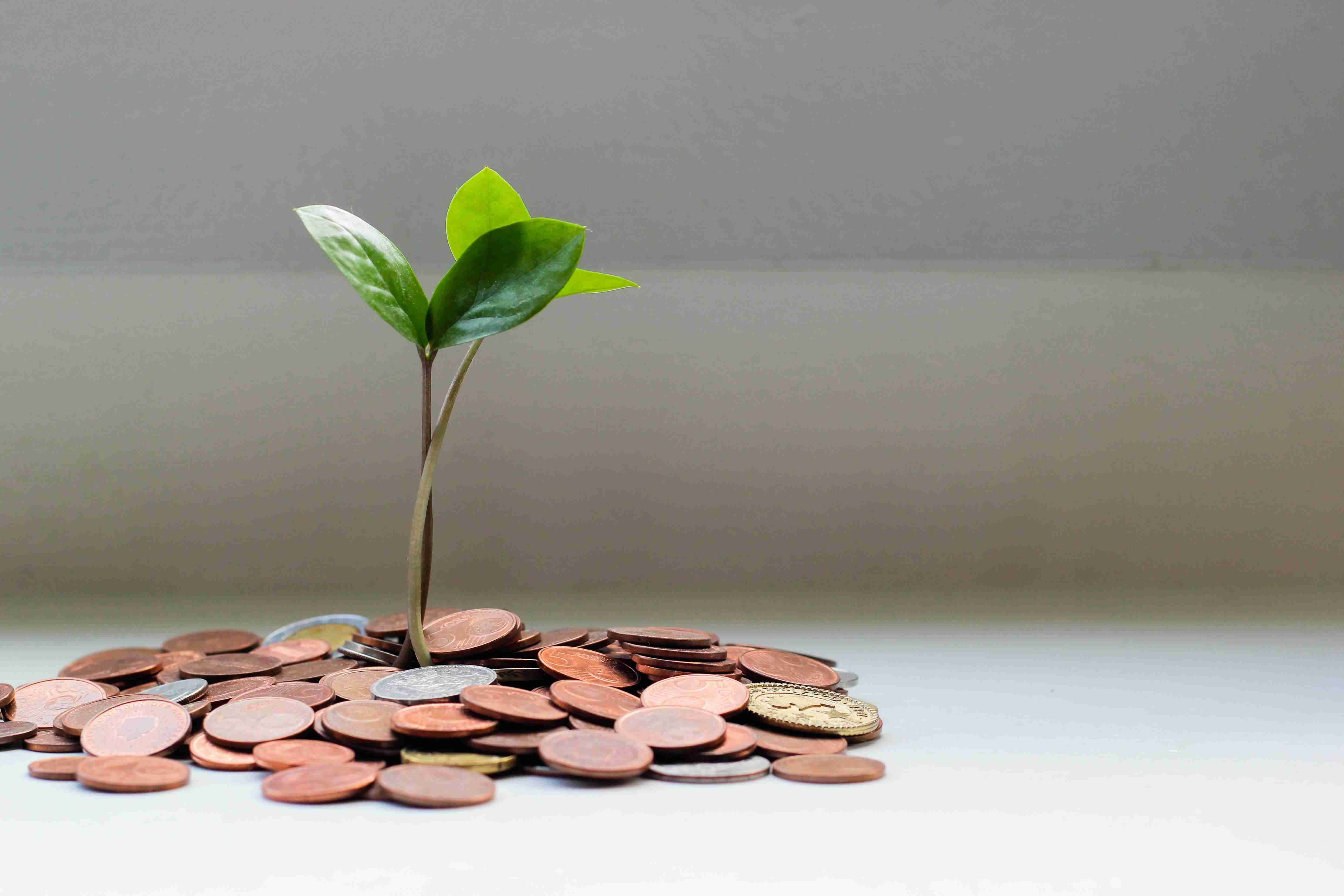 a pile of change with a plant